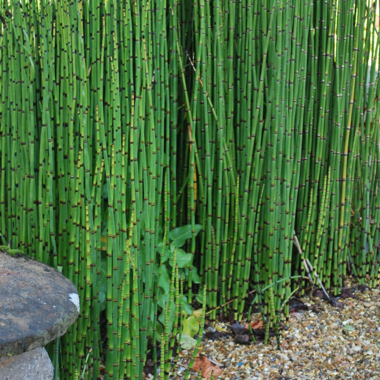 Obrázok Japonský prasličkovec (Equisetum japonicum) - výška 50-60 cm, kont. P9